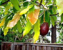 Avocado Tree