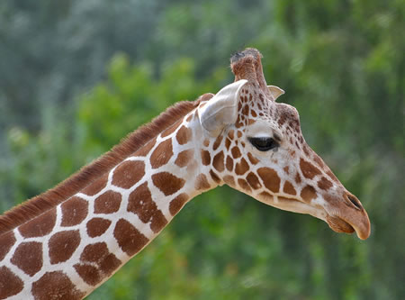 Giraffe