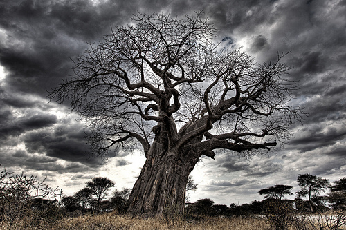 Tarangire Baob Tree