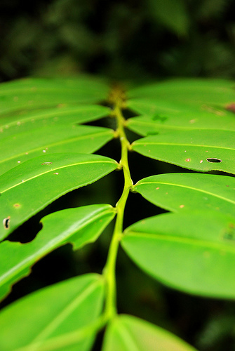 sarawak leaf