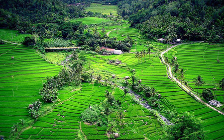 Bali fields