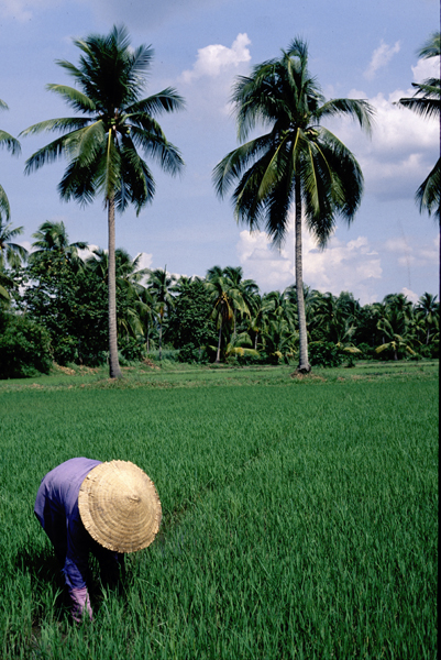 Vietnam Rice Fields