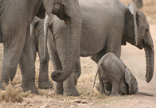 Baby Elephant