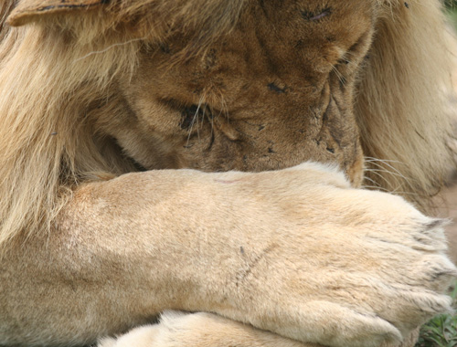 Lion Paws