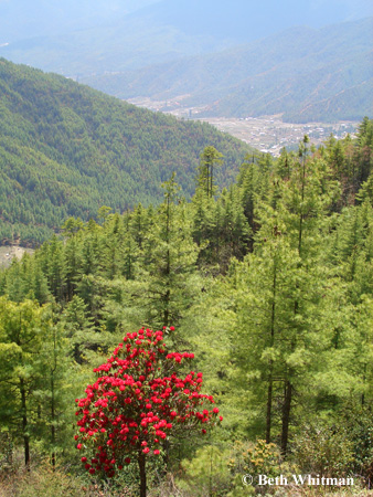Bhutan Tree