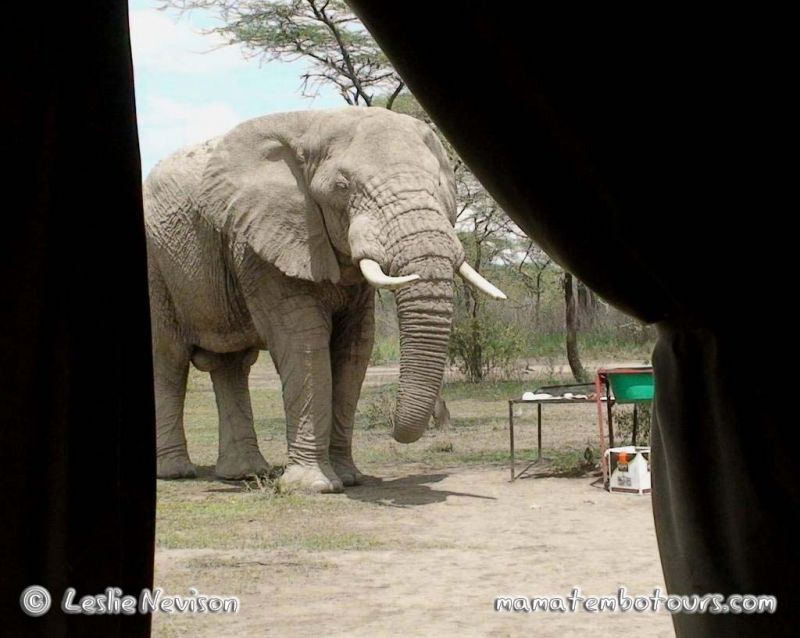 Elephant at camp