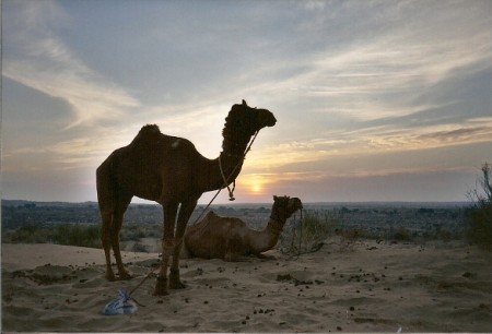 Camels at Sunrise
