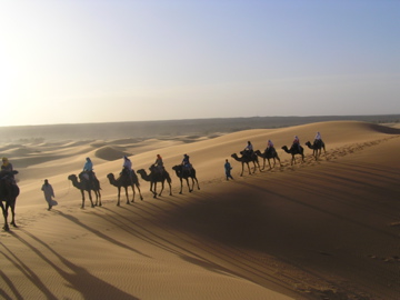 Morocco Camels