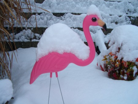 Pink Flamingo