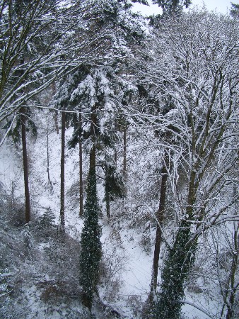 SnowyÂ Trees