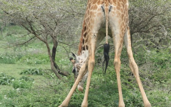 Giraffe africa