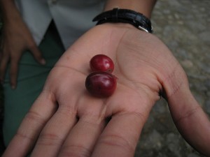 coffee berries