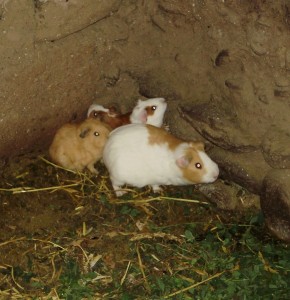 Guinea Pig