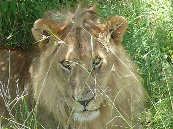 Maasai Lion