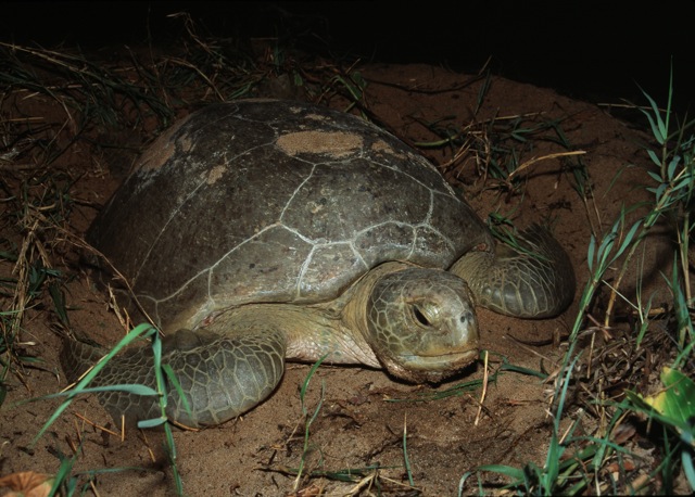 turtle-at-night