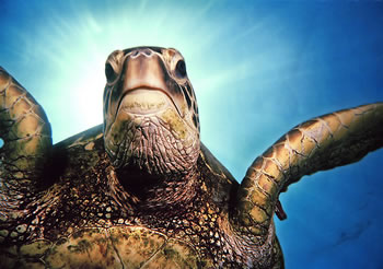 underwater sea turtle