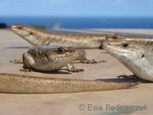 telfair-skink-from-round-island-c