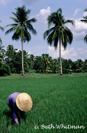 Vietnam Rice Fields