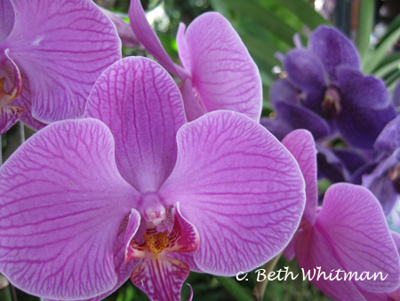 Orchid in Bangkok