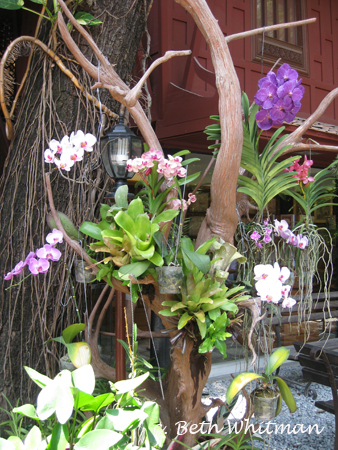 Orchids and Trees at Jim Thompson's House