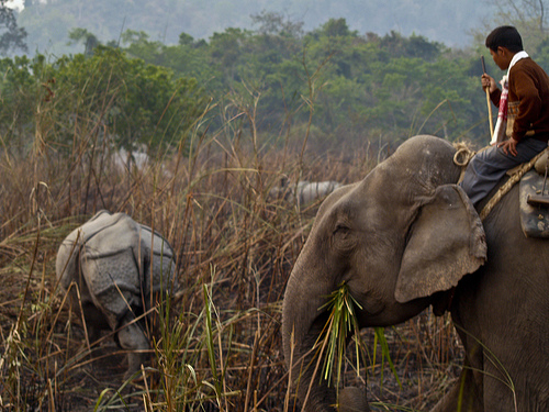 Elephant Safari Kaziranga