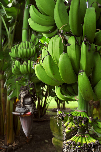 Banana Tree