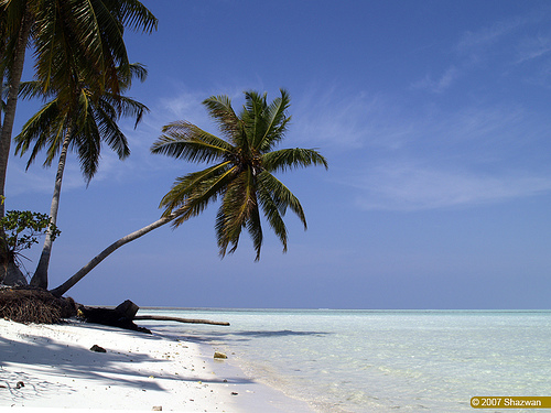 Beach and Palm tree