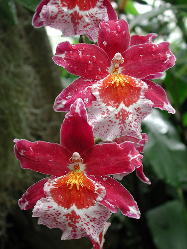 Cambria flowers