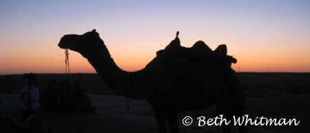 Camel at Sunrise