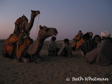 Camels near Jodphur