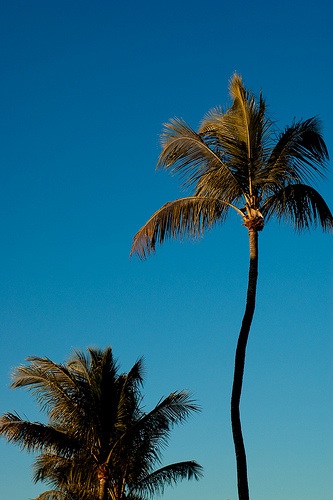 palm tree duo