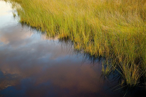 river reeds