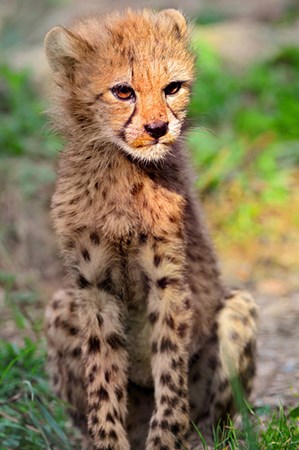 Cheetah Cub