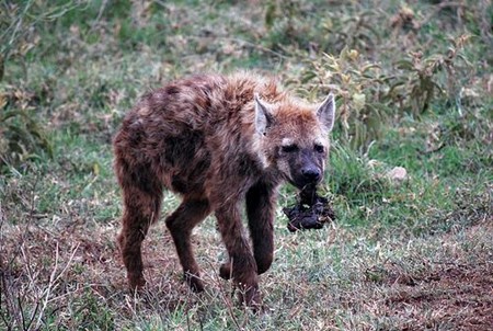 Hyena