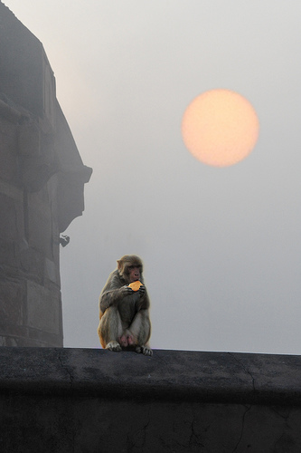 monkey at red fort