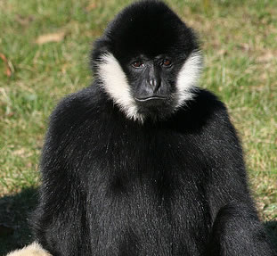 Black Gibbon