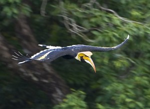 hornbill