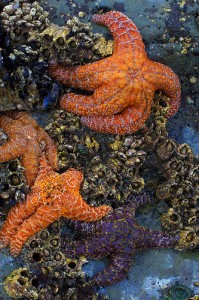 tidepool