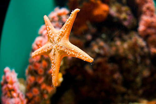 Flying Starfish