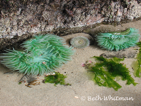 Sea Anemonies Cannon Beach