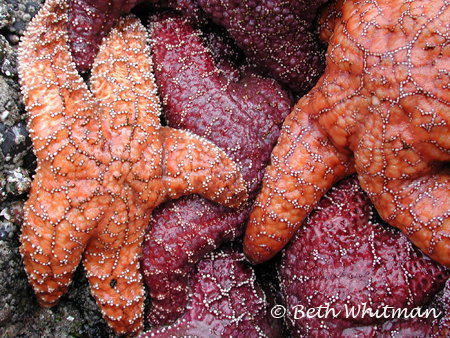 Starfish at Cannon Beach