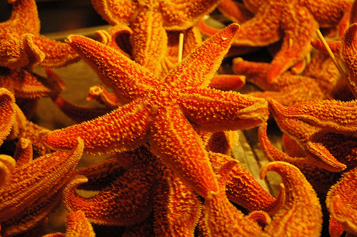 Starfish in Beijing