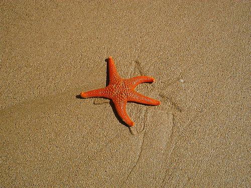 Orange Starfish in Australia