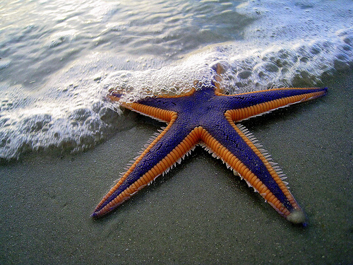 Purple Starfish