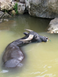 WaterBuffalo