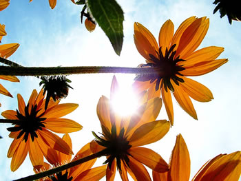Flowers Sun