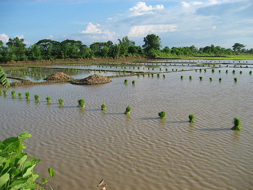 Pangasinan paddies