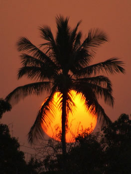 Sun with Palm tree