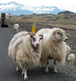 iceland sheep