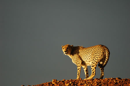 Cheetah